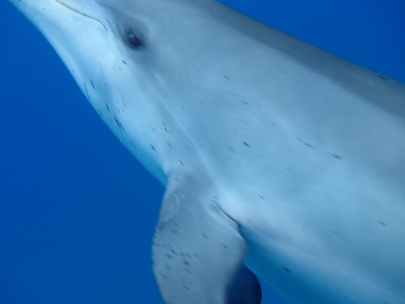 Dolphin Photobomber