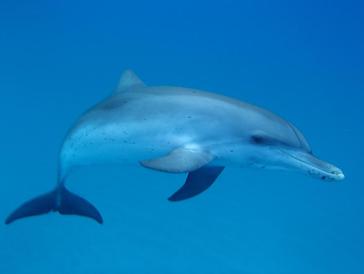 My favorite Bimini Dolphin